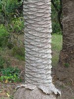 fibonacci-800.jpg