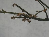 Afbeelding024-5.jpg
