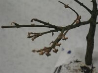 Afbeelding027-5.jpg
