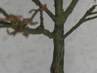 Afbeelding029-5.jpg