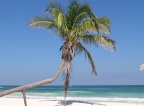 tour-tulum-palmtree.jpg tour-tulum-palmtree.jpg