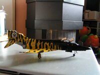 1_rf-4e_phantom_tigermeet_004.jpg