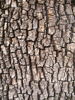 Tree_Bark_II_by_OddGoo_Stock.jpg
