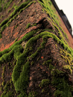 moss_on_a_brick_by_bremsstralung-d5puqbh.jpg