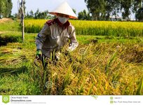 ha-tinh-vietnam-â€-september-vietnamese-farmer-working-rice-fields-vietnamese-farmer-working-r...jpg