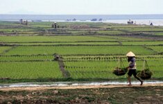 Rice-fields-northern-Vietnam-750x479.jpg
