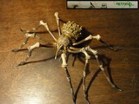 Shelob 41.JPG