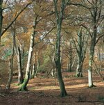 forest-beech-New-Forest-England-UK.jpg