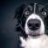 Het Is De Schuld VD Hond